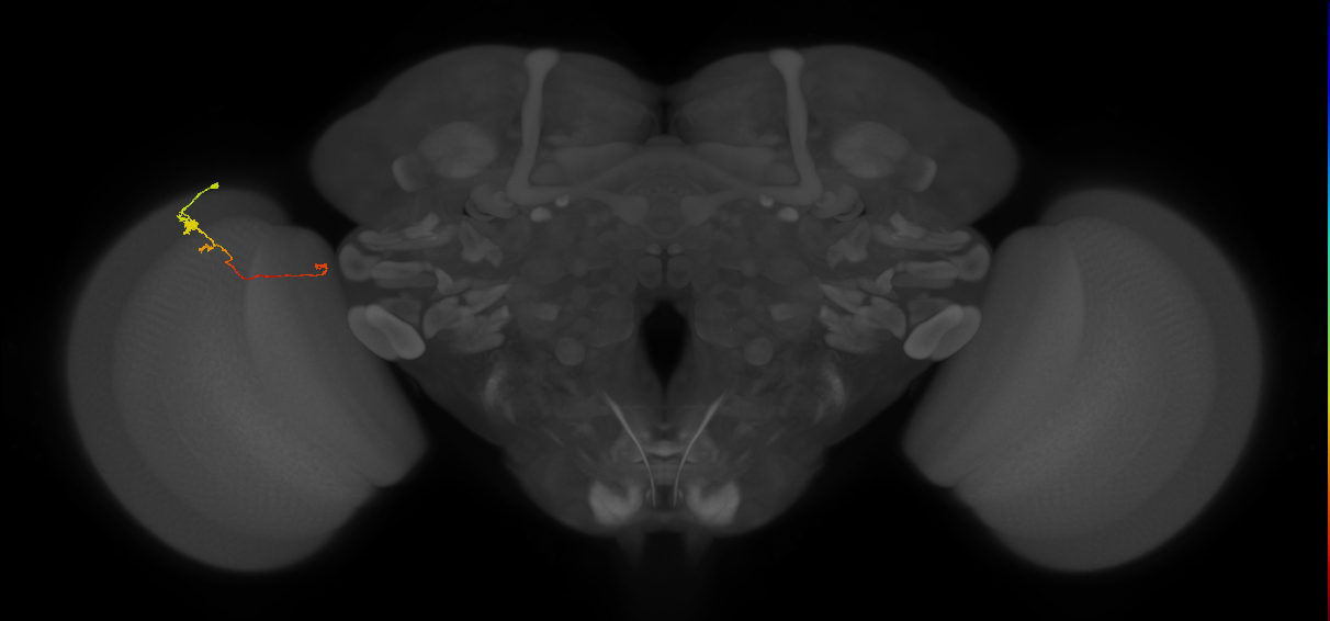 Tm20_L (MaleCNS:288472)