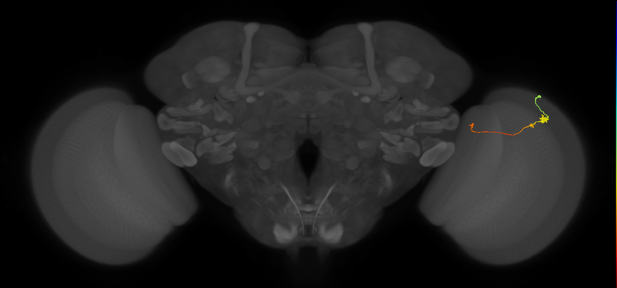 Tm20_R (MaleCNS:115746)