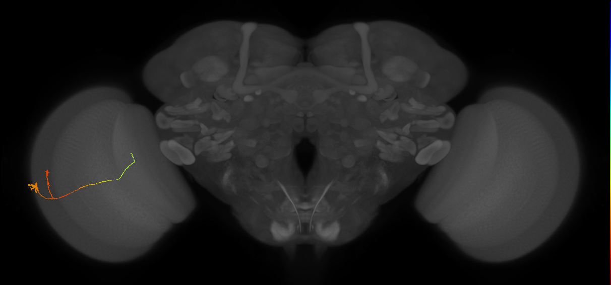 Tm20_L (MaleCNS:514726)