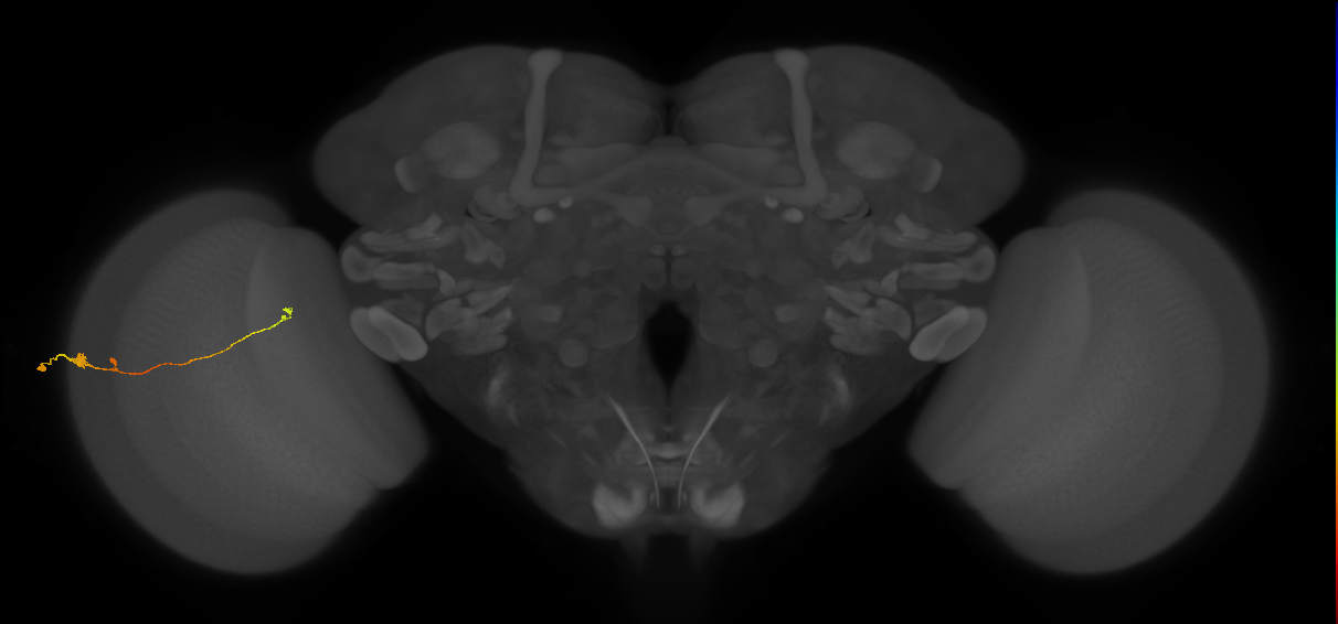 Tm20_L (MaleCNS:547328)