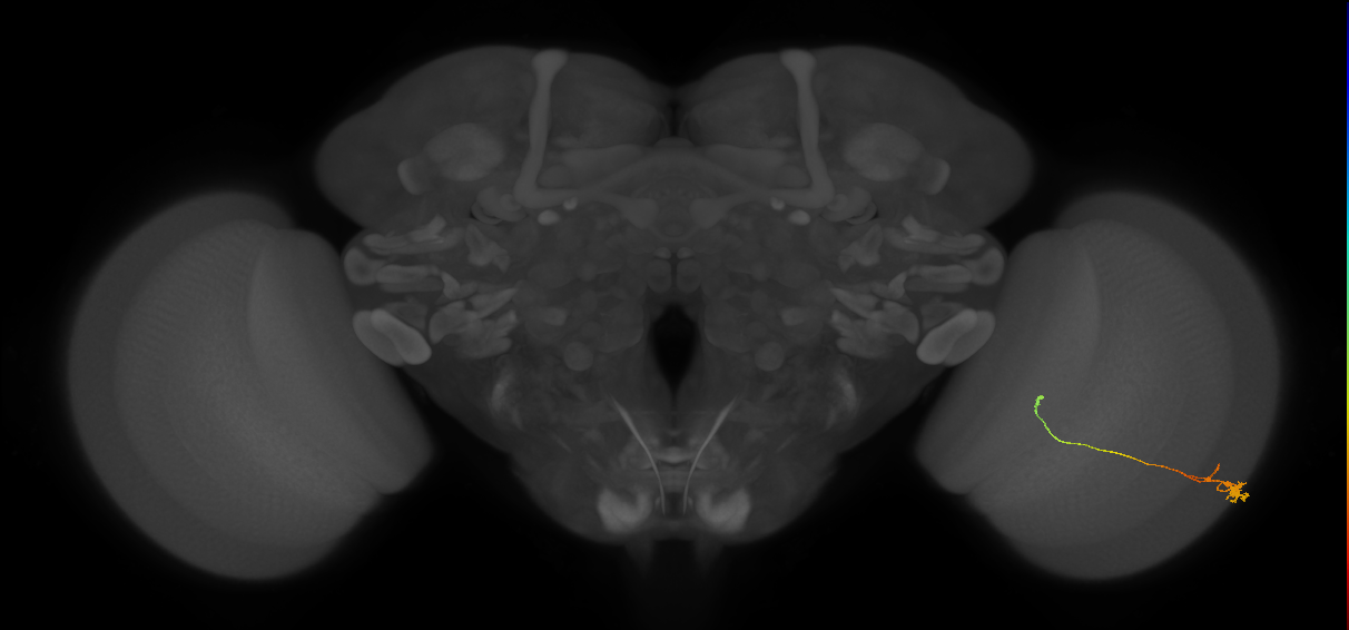 Tm20_R (MaleCNS:128887)