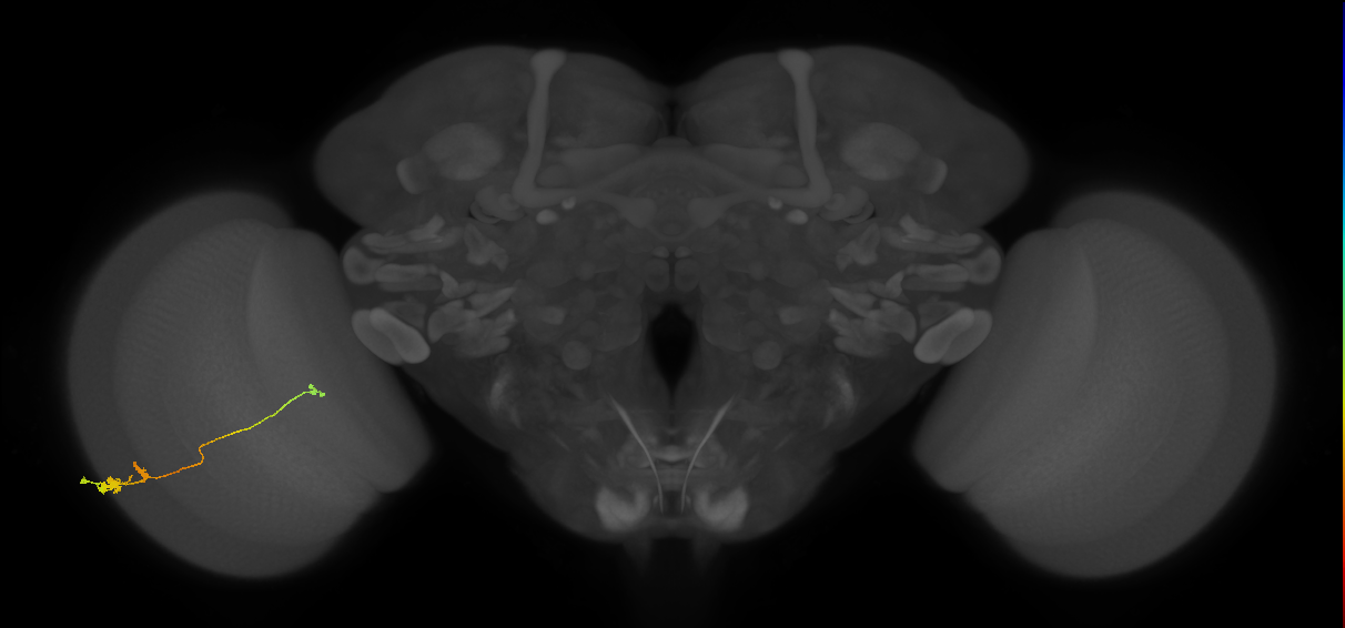 Tm20_L (MaleCNS:517306)