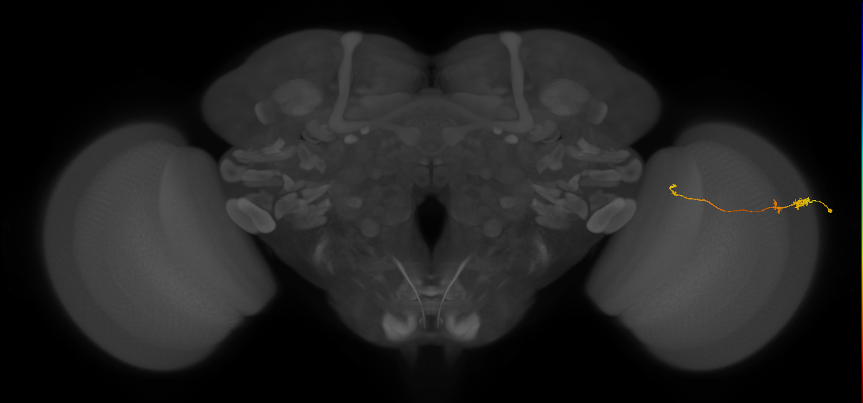 Tm20_R (MaleCNS:111305)