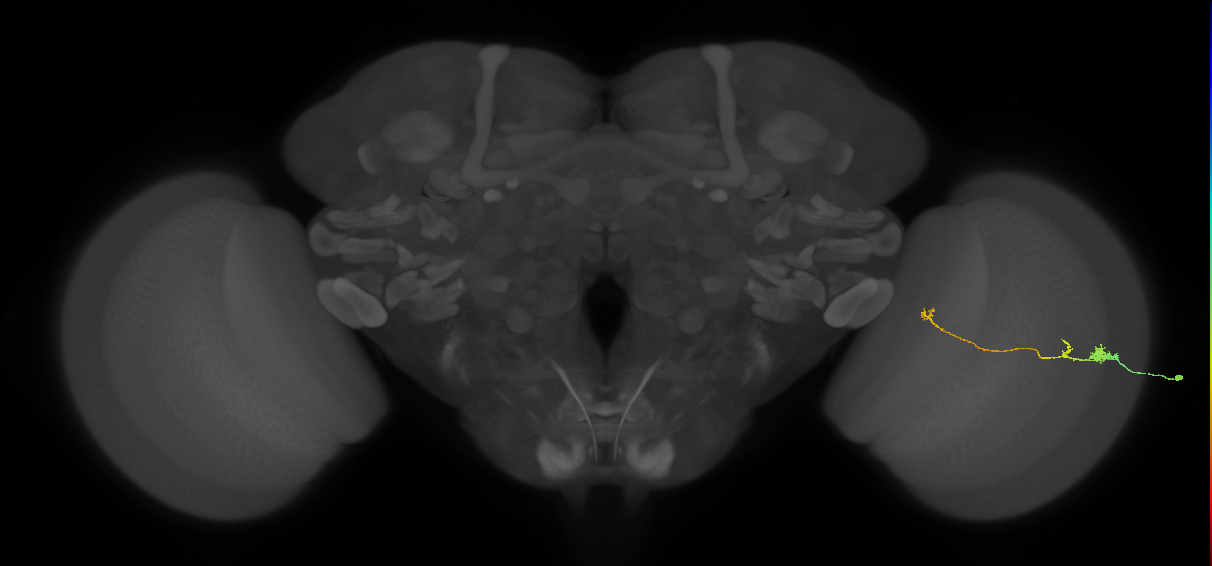 Tm20_R (MaleCNS:90974)