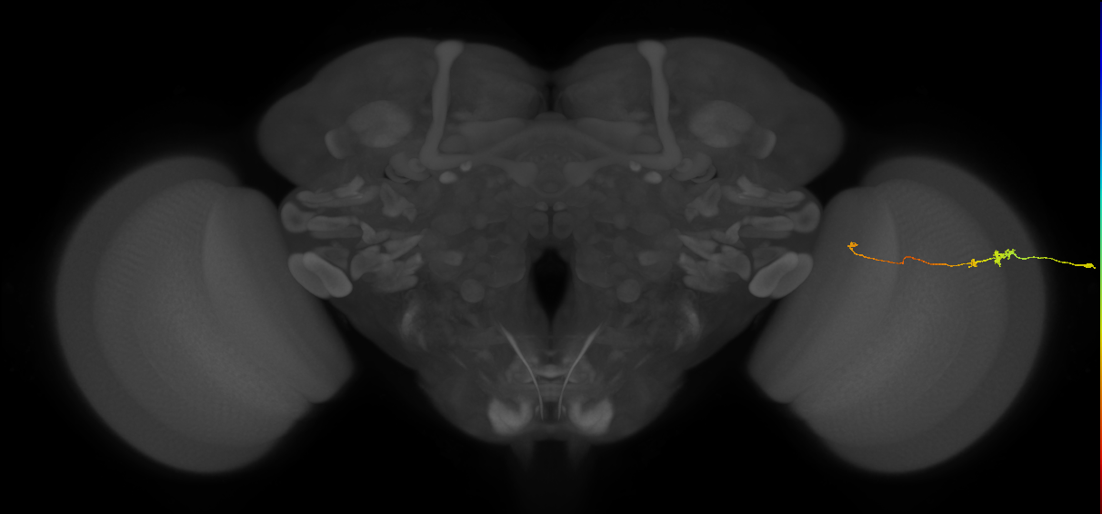 Tm20_R (MaleCNS:163826)