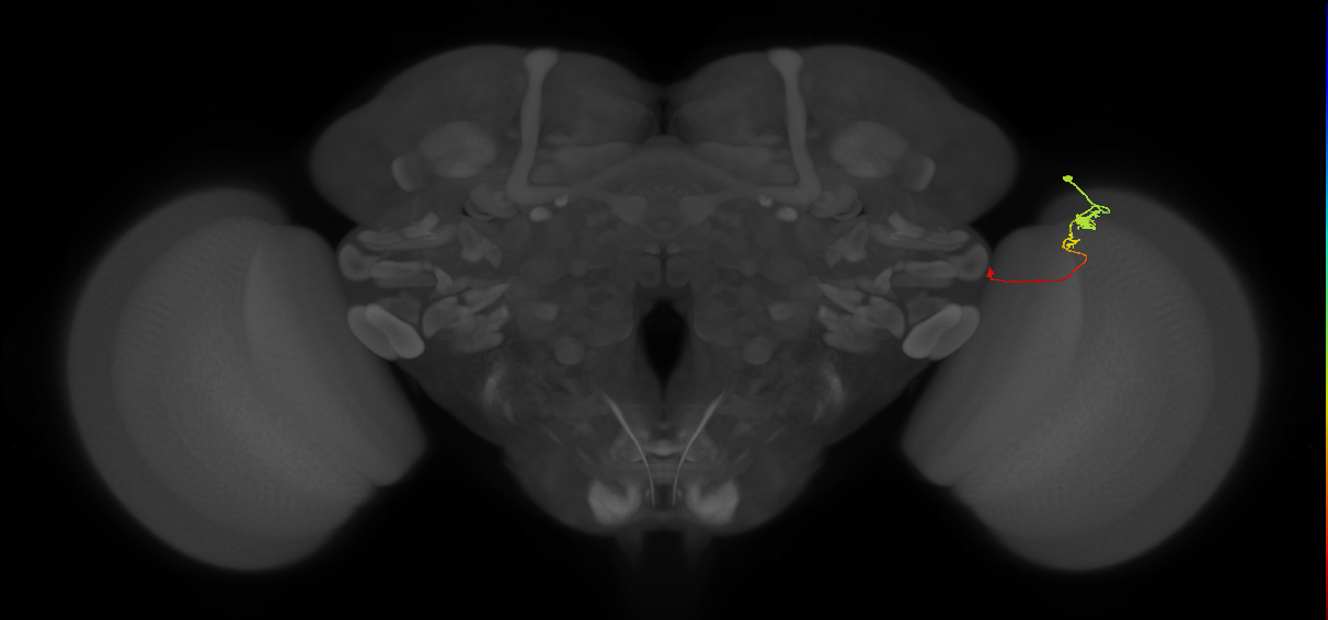 Tm20_R (MaleCNS:135405)