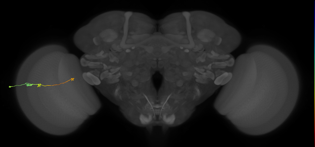 Tm20_L (MaleCNS:545845)