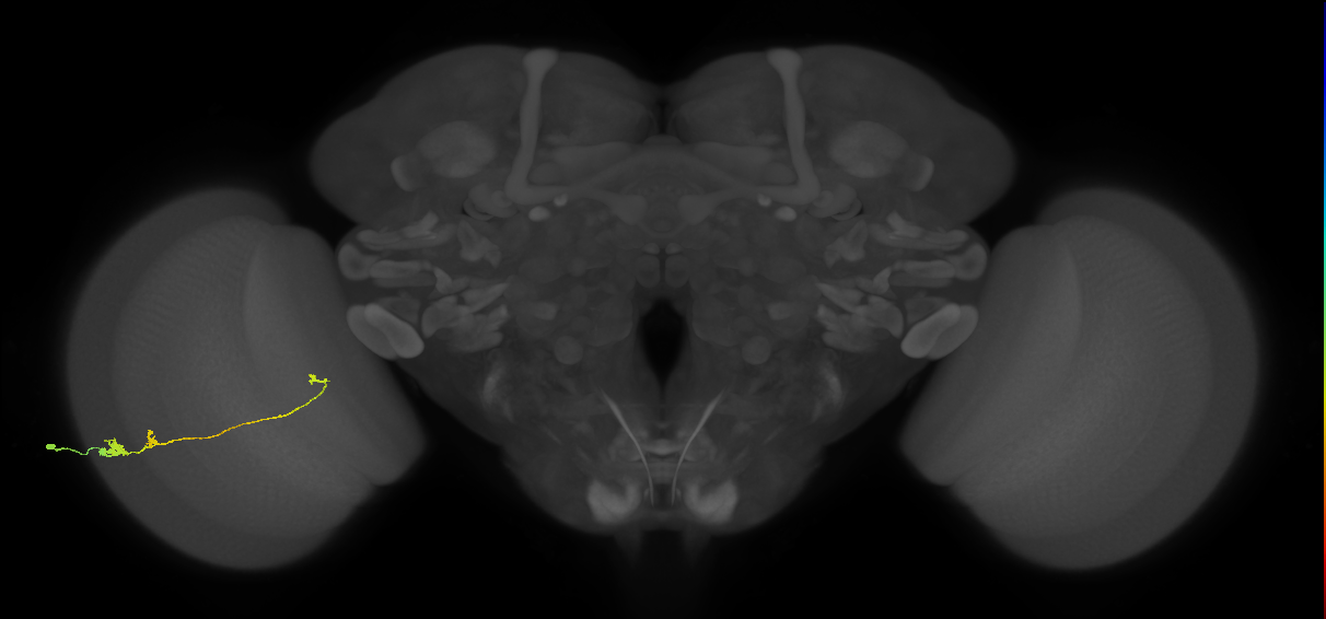 Tm20_L (MaleCNS:78228)