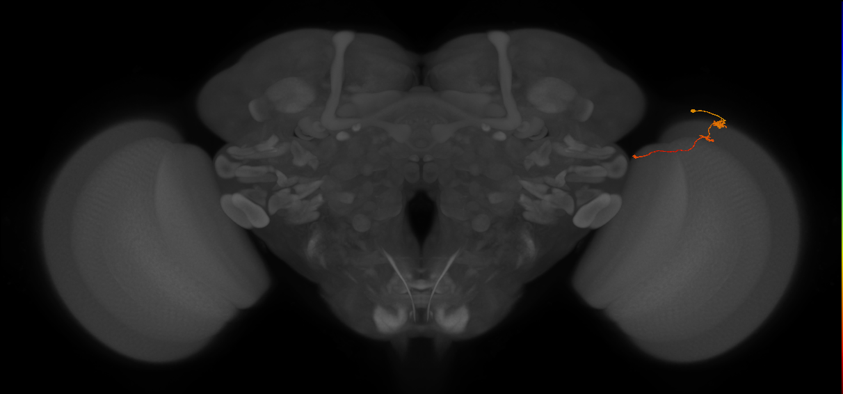 Tm20_R (MaleCNS:142240)
