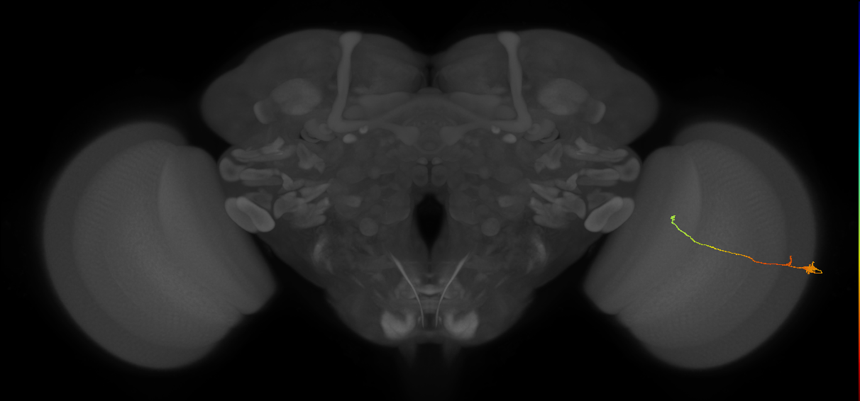 Tm20_R (MaleCNS:136227)