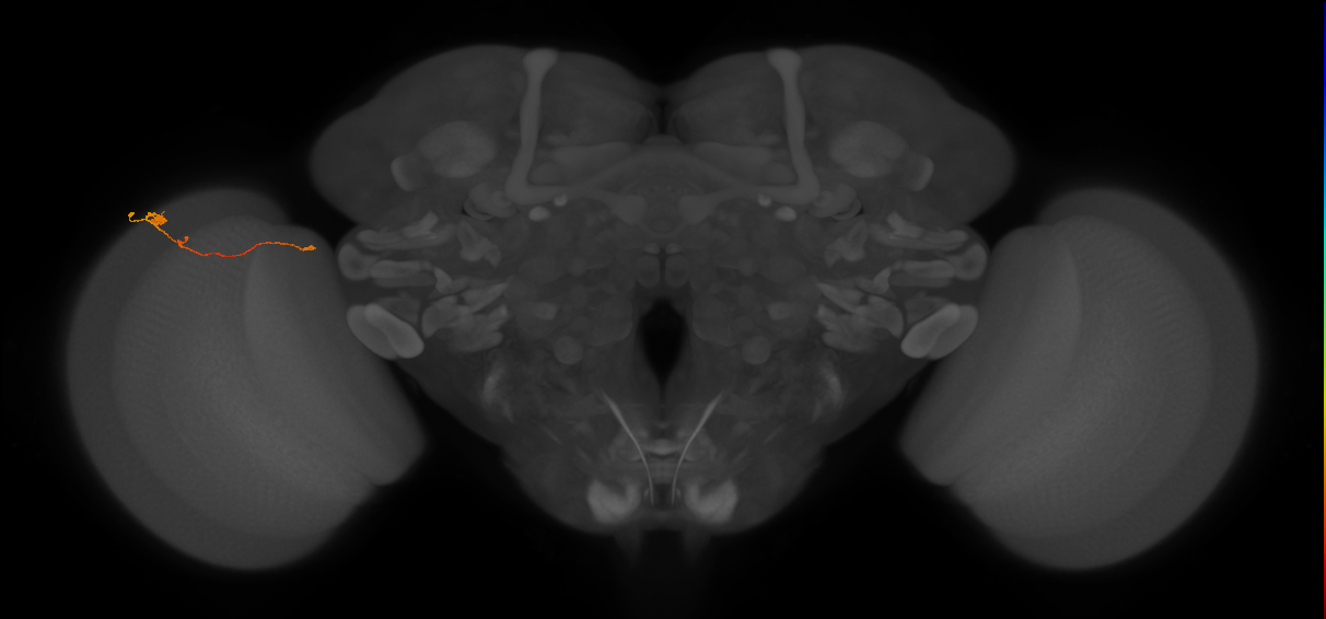 Tm20_L (MaleCNS:551261)
