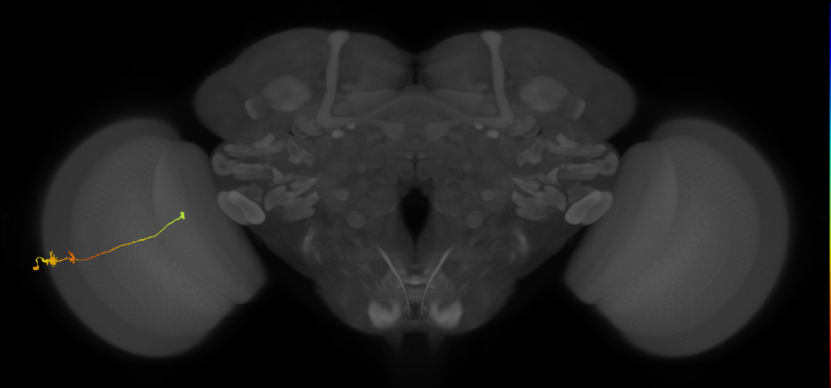 Tm20_L (MaleCNS:514104)