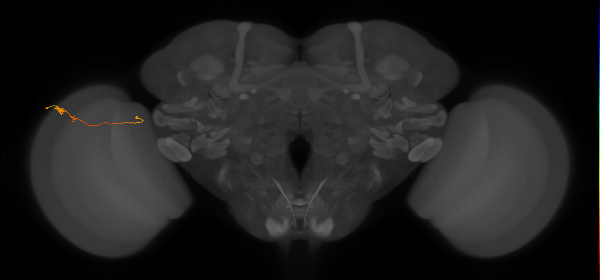 Tm20_L (MaleCNS:121204)