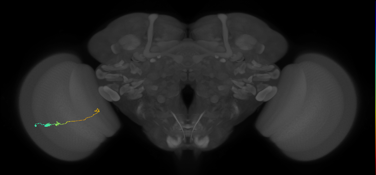 Tm20_L (MaleCNS:530966)