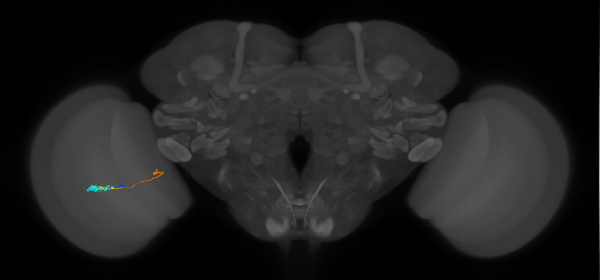 Tm20_L (MaleCNS:530542)