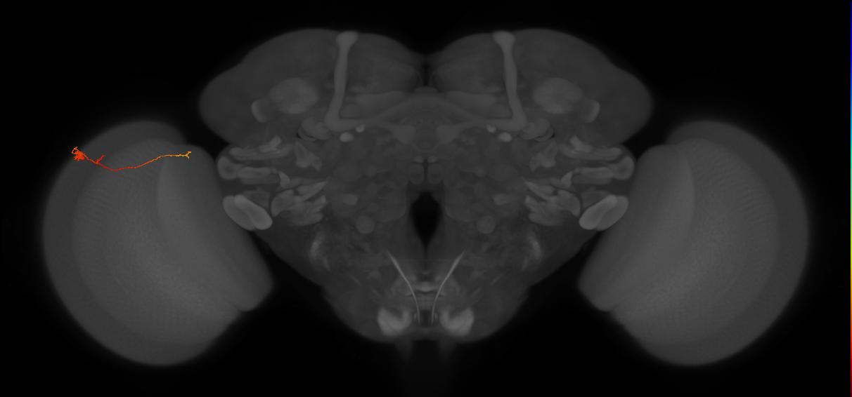 Tm20_L (MaleCNS:156956)