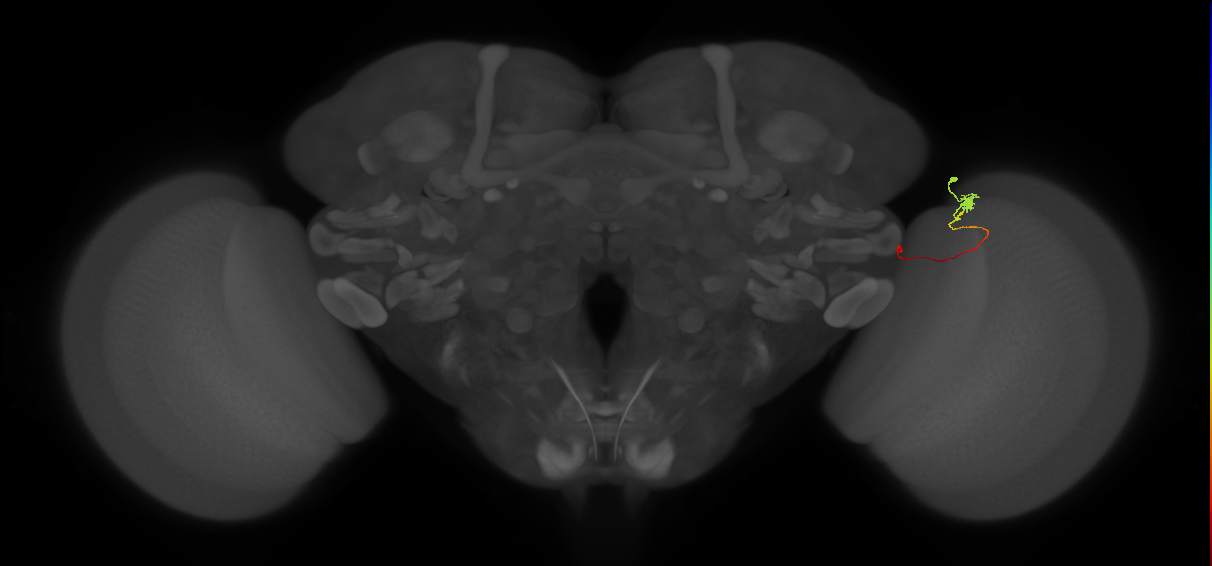 Tm20_R (MaleCNS:154604)