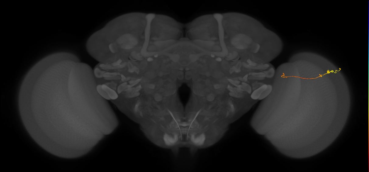 Tm20_R (MaleCNS:138476)