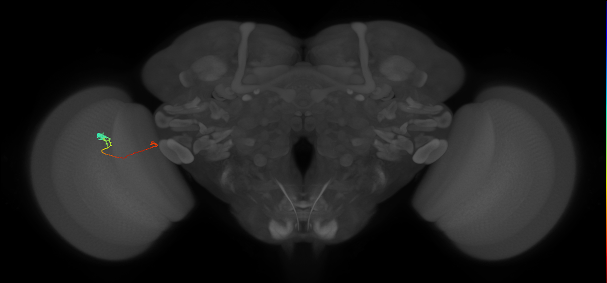 Tm20_L (MaleCNS:166991)