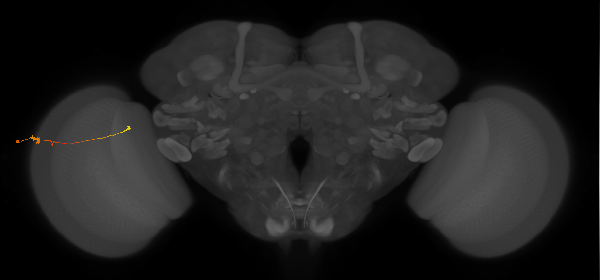 Tm20_L (MaleCNS:542882)