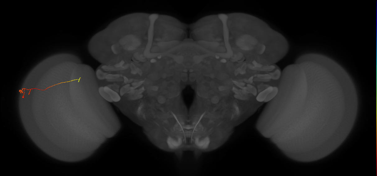 Tm20_L (MaleCNS:163015)