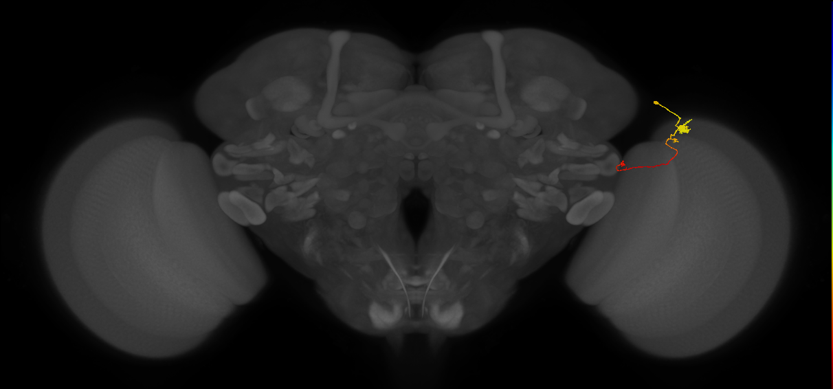 Tm20_R (MaleCNS:139637)