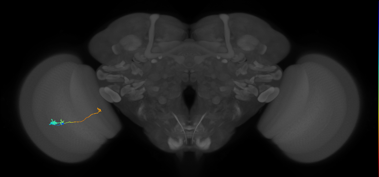 Tm20_L (MaleCNS:531209)