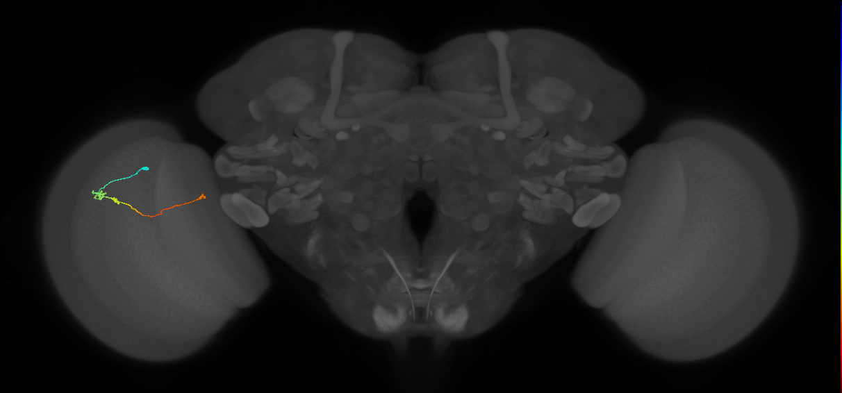Tm20_L (MaleCNS:517037)