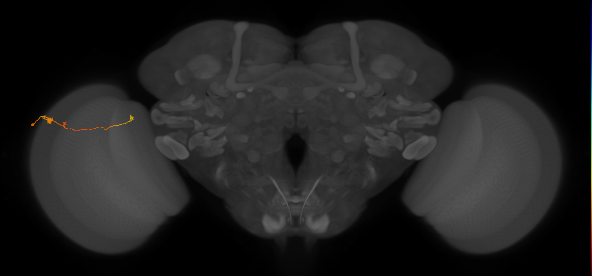 Tm20_L (MaleCNS:123092)