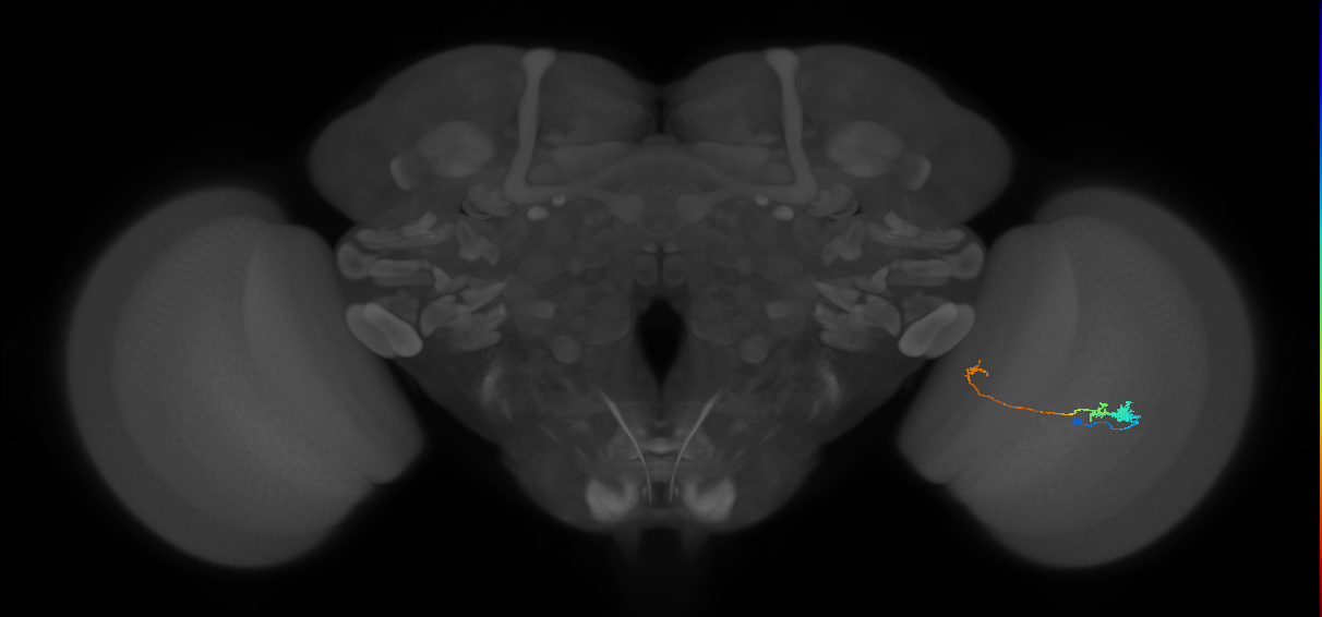 Tm20_R (MaleCNS:92618)
