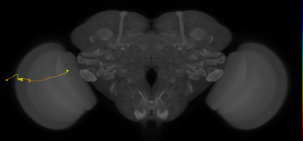 Tm20_L (MaleCNS:549189)