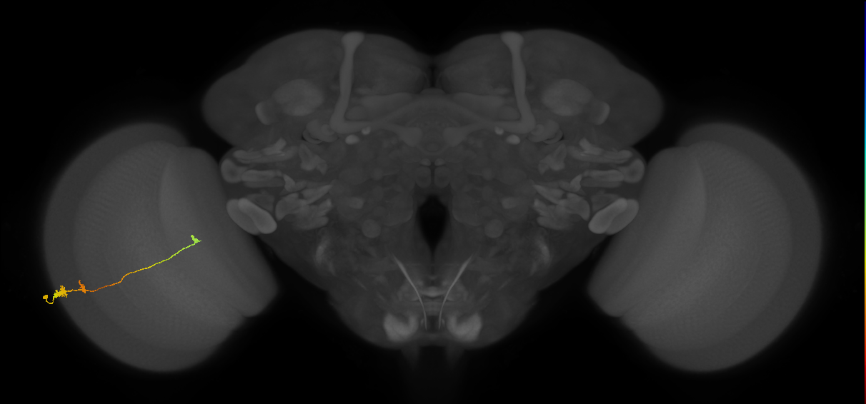 Tm20_L (MaleCNS:513951)