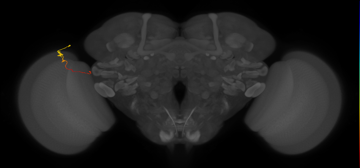 Tm20_L (MaleCNS:150508)