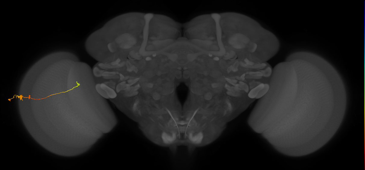 Tm20_L (MaleCNS:101314)