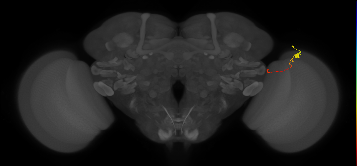 Tm20_R (MaleCNS:132297)