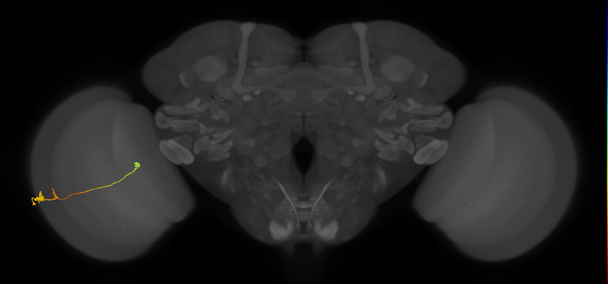 Tm20_L (MaleCNS:516278)