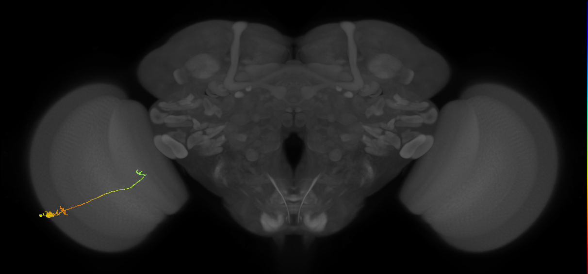 Tm20_L (MaleCNS:127475)