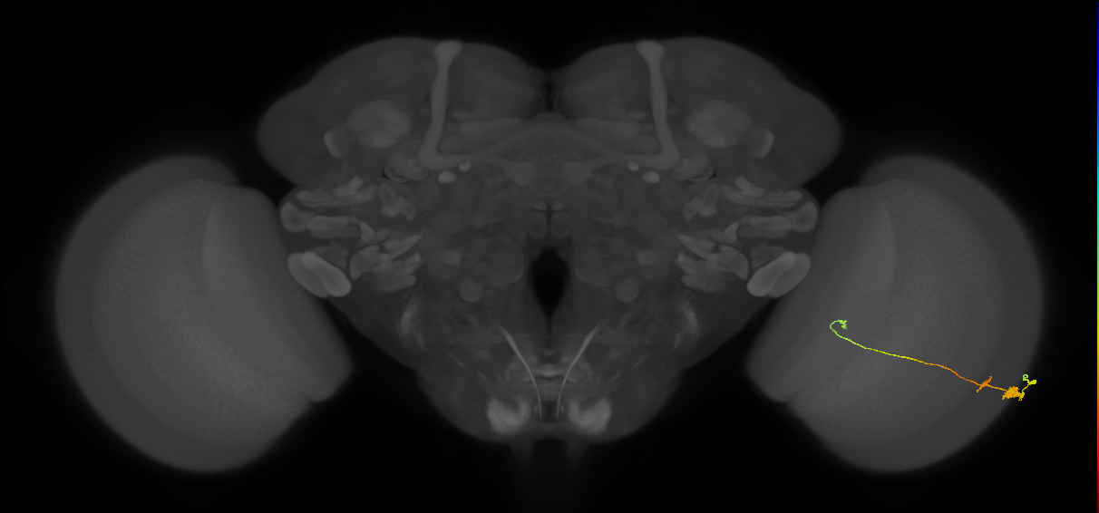 Tm20_R (MaleCNS:136413)