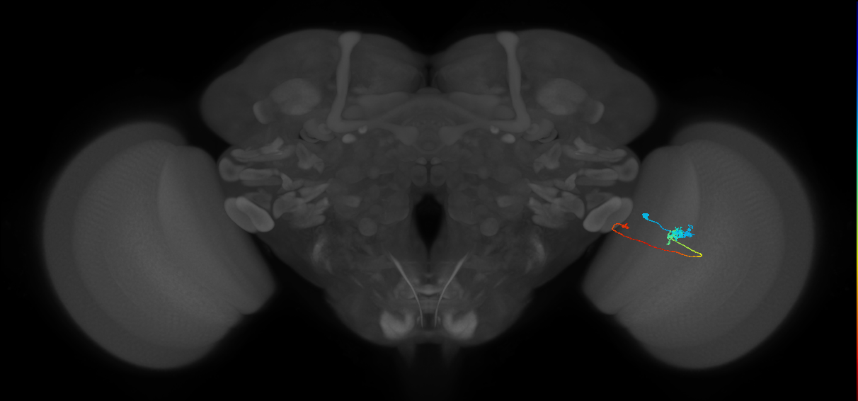 Tm20_R (MaleCNS:96862)