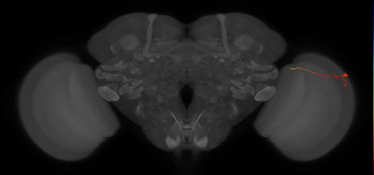 Tm20_R (MaleCNS:144444)