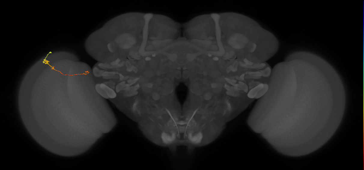Tm20_L (MaleCNS:128537)