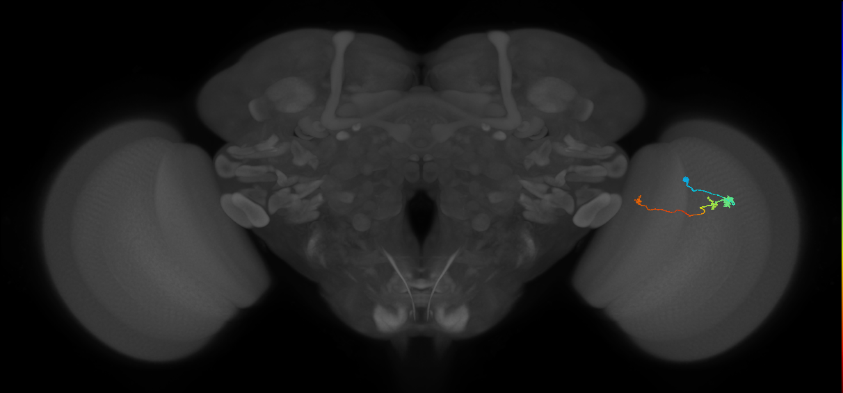 Tm20_R (MaleCNS:111048)