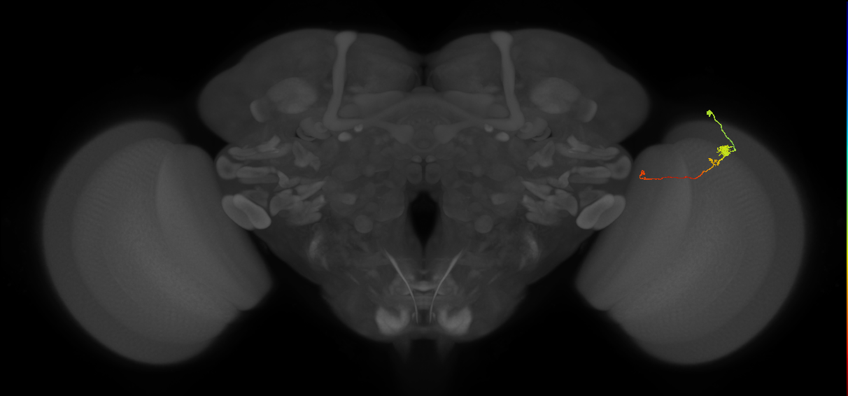 Tm20_R (MaleCNS:121128)