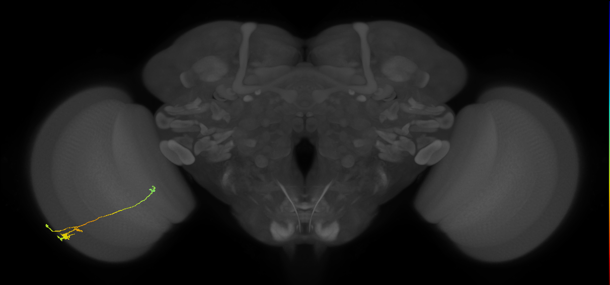 Tm20_L (MaleCNS:182569)