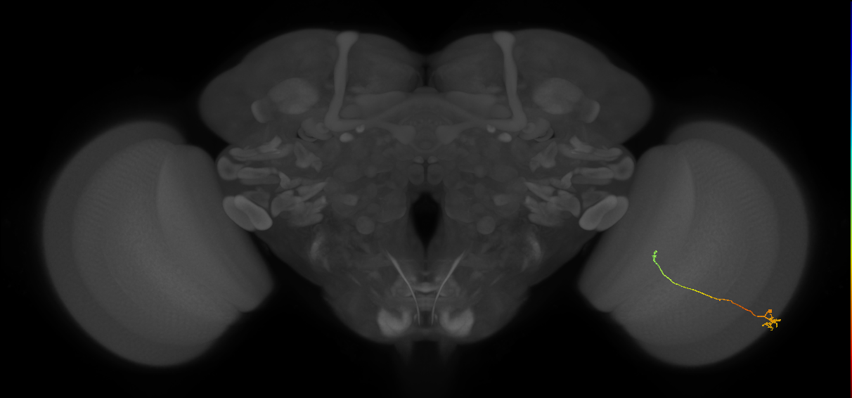Tm20_R (MaleCNS:147104)