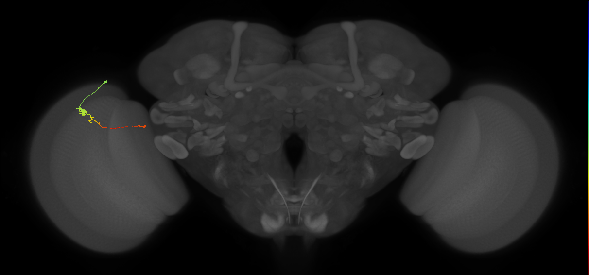 Tm20_L (MaleCNS:149079)