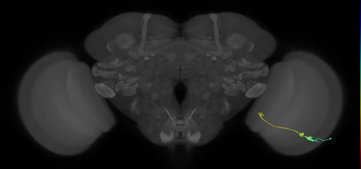Tm20_R (MaleCNS:87852)
