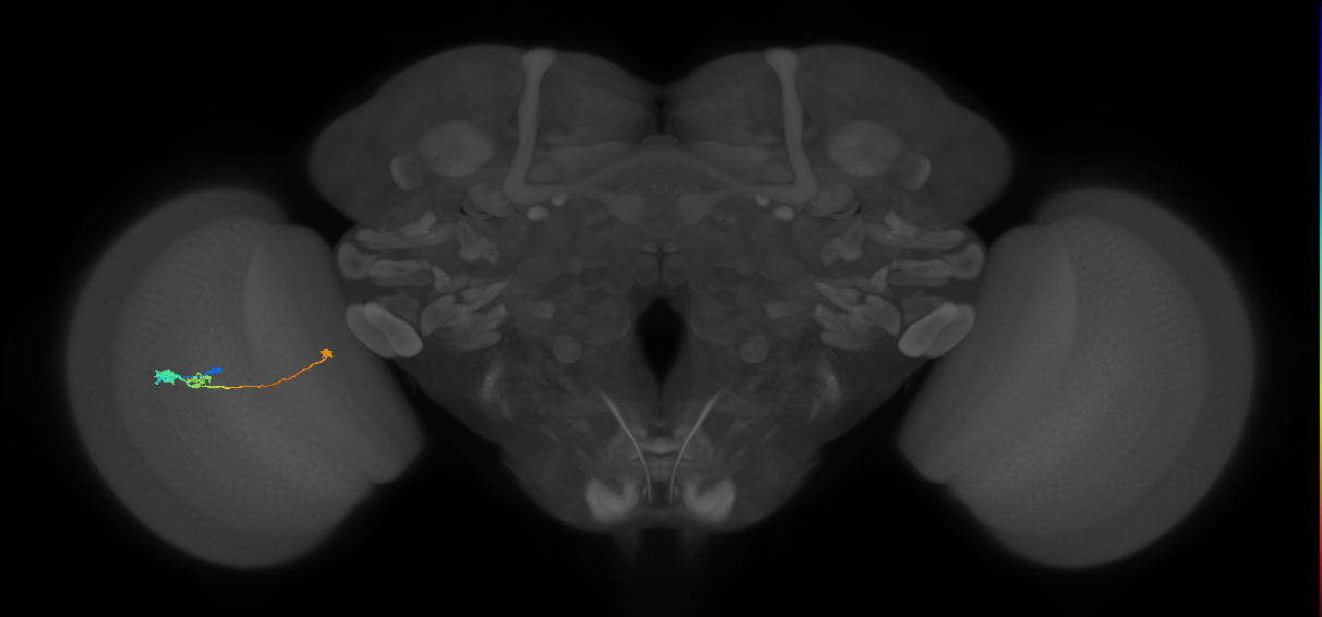 Tm20_L (MaleCNS:539777)