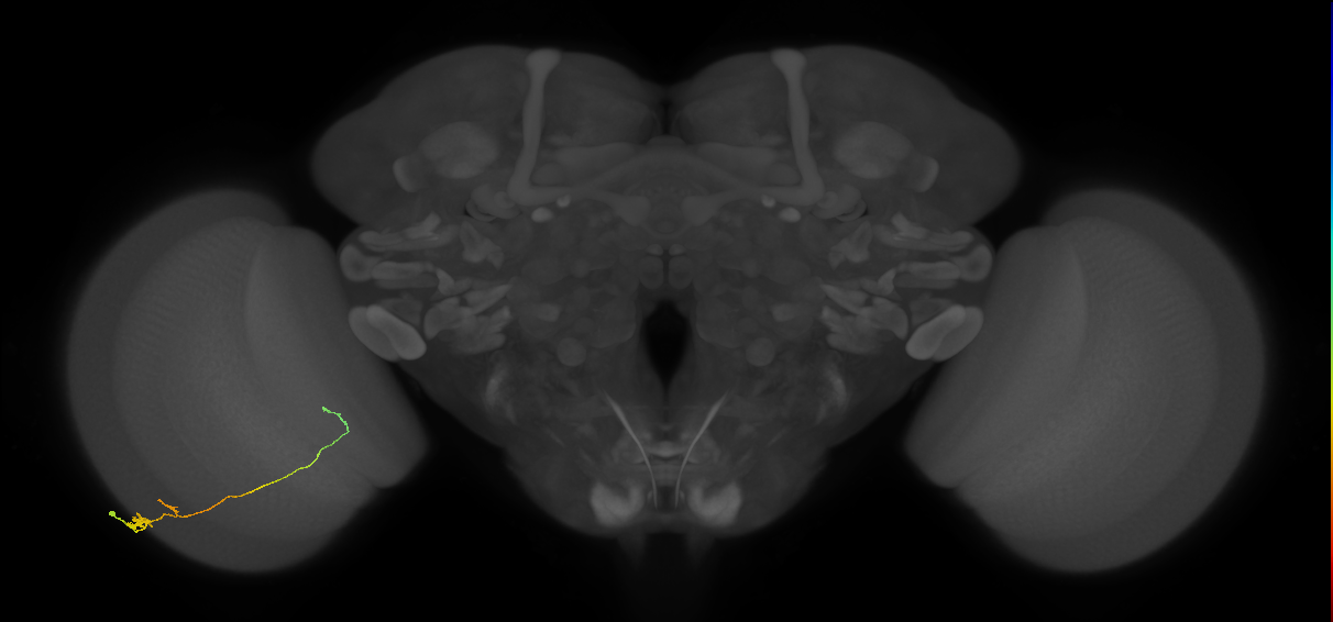 Tm20_L (MaleCNS:545858)