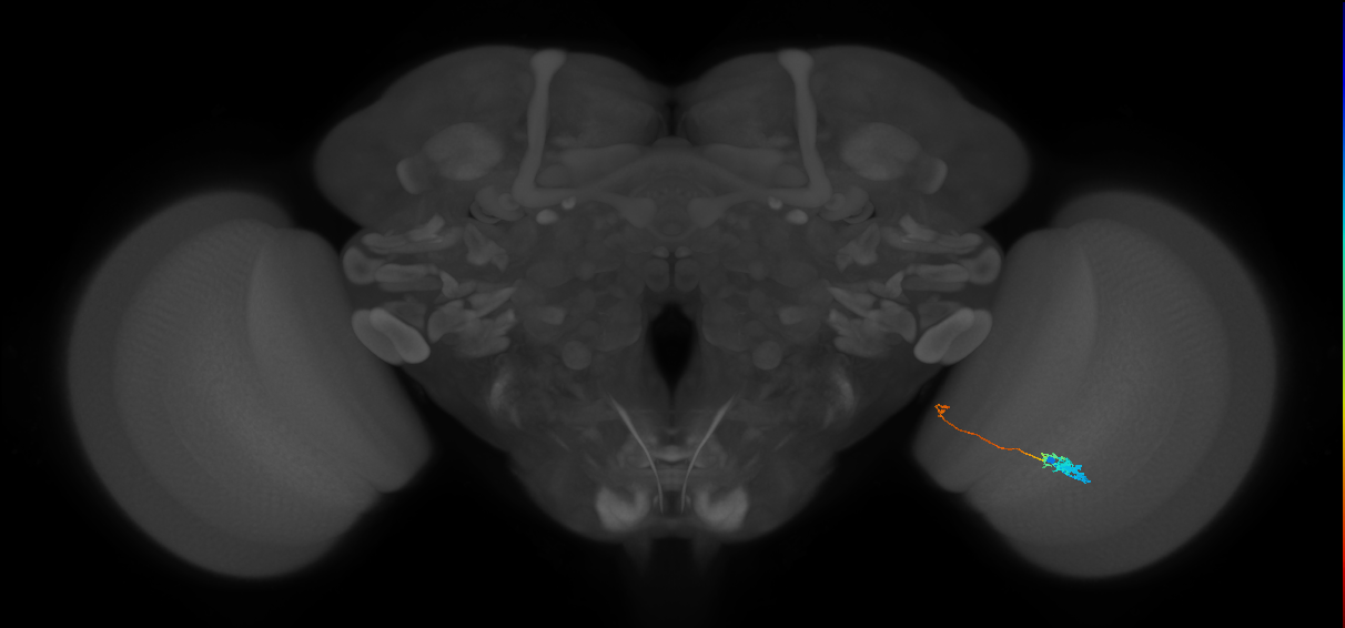 Tm20_R (MaleCNS:116554)